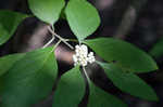 American beautyberry